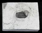 Prone Eldredgeops Trilobite With Horn Coral - New York #32449-4